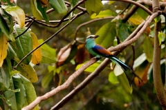 CRW_7733r