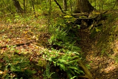 Tribble Mill Park Forest, Canon 24-70 2.8L