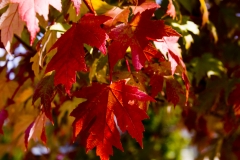 Maple Leaves, Canon 24-70 2.8L