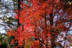 October Glory Maple west of my house, Canon 24-70 2.8L