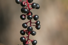 Pokeweed Berries (Phytolacca americana), Canon 70-200 2.8L IS