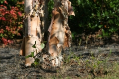 River Birch, Canon 70-200 2.8L IS + Canon Extender 2x II