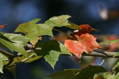 Red Maple Leaves, Canon 70-200 2.8L IS + Canon Extender 2x II