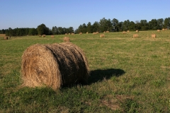 Georgia Hay Field, Early Morning, Canon 24-70 2.8L
