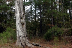 Eastern Red Cedar, Tribble Mill, Georgia, Canon 24-70 2.8L