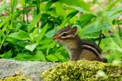 1/250, f/4.0, ISO 200, 220mm (35mm equivalent 600mm) - Garden Chipmunk
