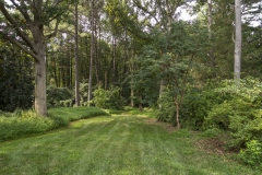 My Back Yard