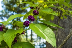 Beauty Berries