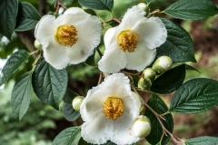Stewartia Flowers